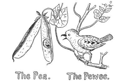 The Pea. The Pewee.