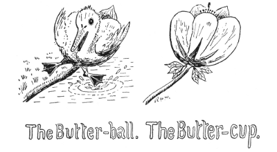 The Butter-ball. The Butter-cup.
