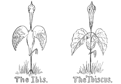 The Ibis. The 'Ibiscus.
