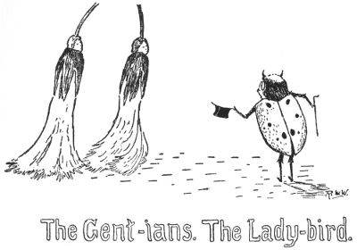 The Gent-ians. The Lady-bird.