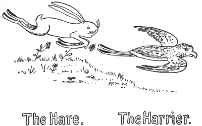 The Hare. The Harrier.