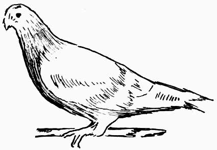 Drawing of a squab