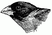 Black-headed Grosbeak. (One half natural size.)