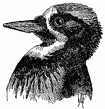 California Woodpecker. (One half natural size.)