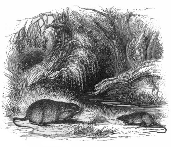 THE WATER-RAT AND WATER-SHREWMOUSE