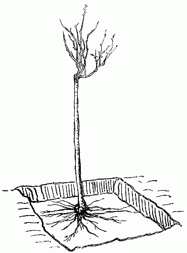 Fig. 1.—Mode of Planting a Standard Rose.