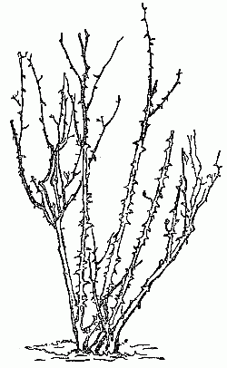 Fig. 2a.—Rosebush requiring light pruning—unpruned.