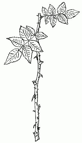 Fig. 4.—Rose cutting without a heel, 4 leaves cut, 2 leaves left.