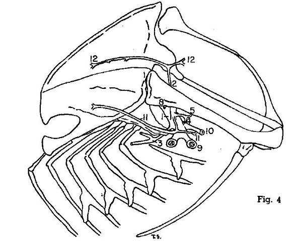 Fig. 4. Progne subis. Lateral view of left half of
thorax. (× 1.5.)
