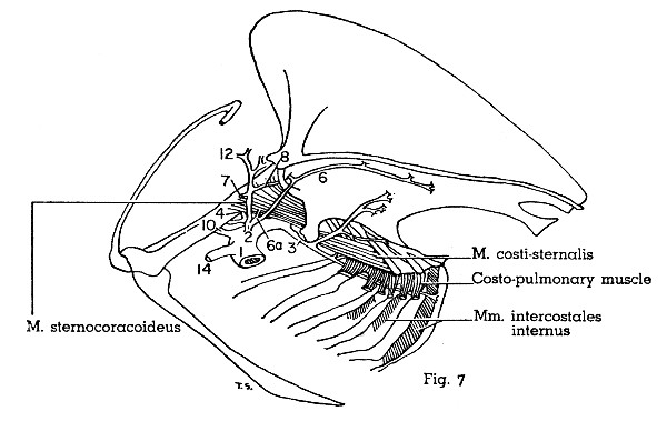 Fig. 7. Scardafella inca. Medial view of left half of
thorax. (× 1.)