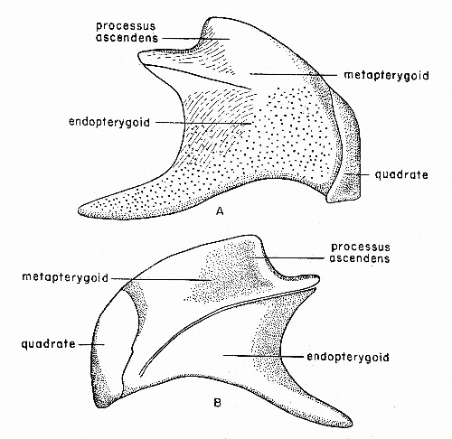 Fig. 4. Synaptotylus newelli (Hibbard). Restoration of
the palatoquadrate complex, based on K. U. no. 9939, × 5. A, medial
view, B, lateral view.