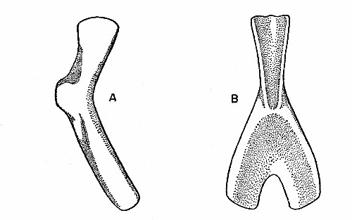 Fig. 5. Synaptotylus newelli (Hibbard). A, ceratohyal,
lateral (?) view, based on K. U. nos. 11429 and 11457, × 5. B, urohyal,
based on K. U. no. 11457, × 5.
