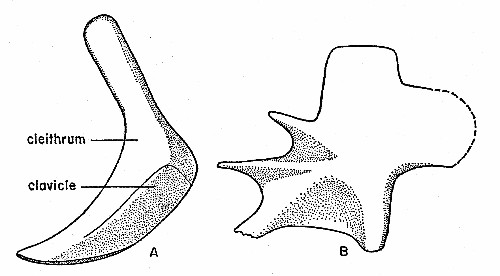 Fig. 6. Synaptotylus newelli (Hibbard). Paired fin
girdles. A, pectoral girdle, lateral view, based on K. U. no. 11433, ×
3.5. B, pelvic girdle basal plate, medial (?) view, based on K. U. no.
788, × 8. Anterior is toward the left.