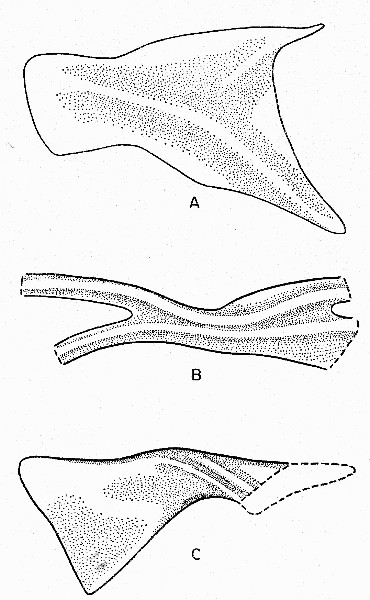 Fig. 7. Synaptotylus newelli (Hibbard). Basal plates of
unpaired fins. A, anterior dorsal fin, based on K. U. no. 788, × 10. B,
posterior dorsal fin, based on K. U. no. 788, × 12. C, anal fin, based
on K. U. no. 11450, × 5. Anterior is toward the left.
