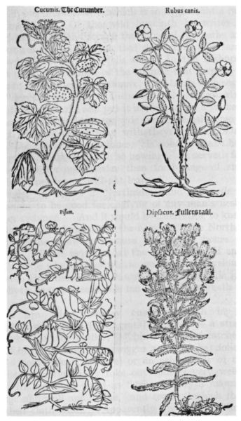 Drawings of cucumber, dog rose, pea and teazle plants