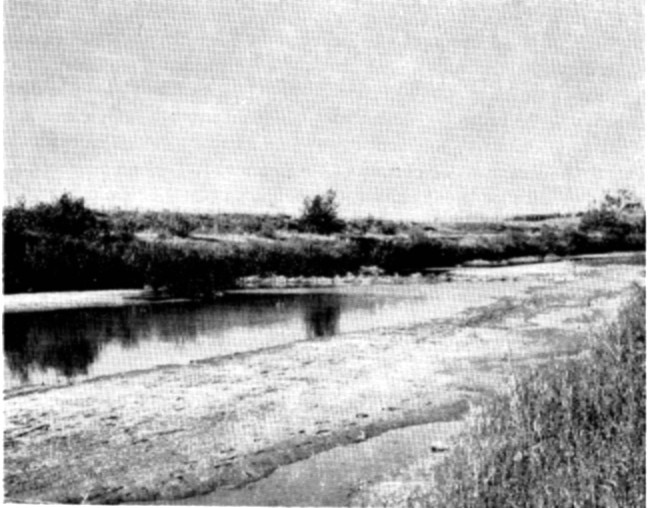 Fig. 4. Little Missouri River southwest of Ladner. Note
beaver dam in background and nature of riparian community.
