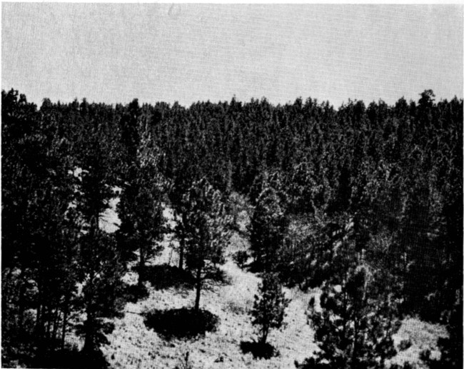 Fig. 5. Stand of pines on northern part of Slim Buttes.