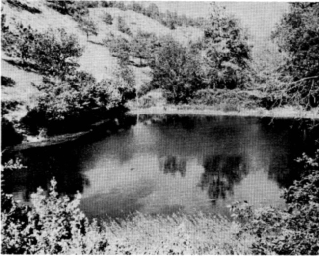 Fig. 7. Spring-fed artificial impoundment in Deer Draw,
Slim Buttes.