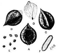 Fig 37.