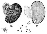 Fig 77.