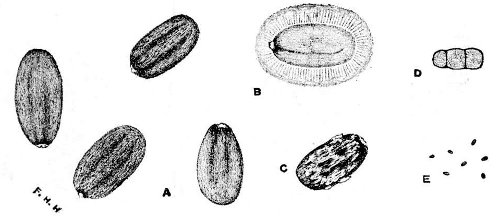 Fig 87.