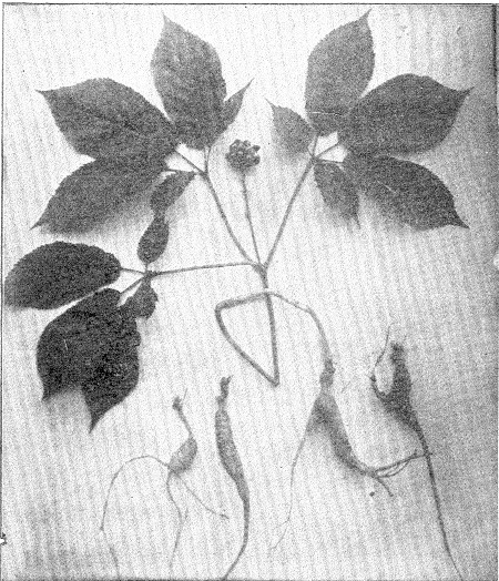 GINSENG PLANT.

Showing Root, Stock, Leaves and Seed.