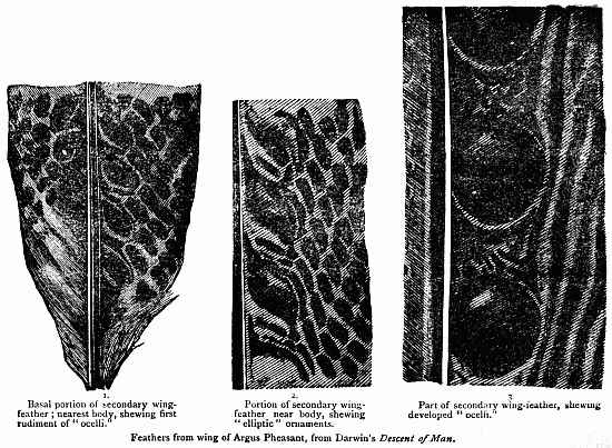 Feathers from wing of Argus Pheasant, from Darwin's Descent of Man.

1. Basal portion of secondary wing-feather; nearest body, shewing first
rudiment of "ocelli."

2. Portion of secondary wing-feather near body, shewing "elliptic"
ornaments.

3. Part of secondary wing-feather, shewing developed "ocelli."
