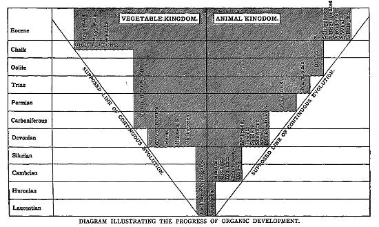 DIAGRAM ILLUSTRATING THE PROGRESS OF ORGANIC DEVELOPMENT.

In the above Diagram the progress of Organic Development, as manifested
in higher and higher types, is indicated by the increasing divergence of
new forms from primitive simplicity of structure, represented by the
medium line separating the vegetable and animal kingdoms.

The Supposed line of continuous Evolution, indicates the gradual
course which should be taken by Development, on Darwinian or Spencerian
principles, by accumulation of minute differences in successive
generations, as contrasted with the abrupt and simultaneous appearance
of highly differentiated types, as spoken of by palontologists.

[To face page 227.