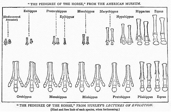 "THE PEDIGREE OF THE HORSE," FROM THE AMERICAN MUSEUM.

"THE PEDIGREE OF THE HORSE," FROM HUXLEY'S LECTURES ON EVOLUTION.