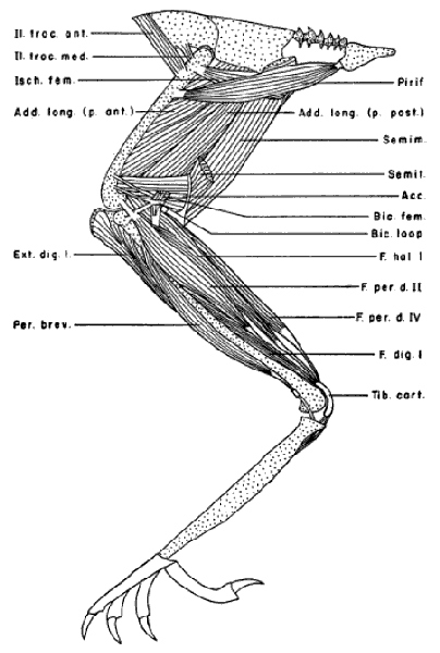 Still Deeper Leg Muscles Still Deeper Leg Muscles