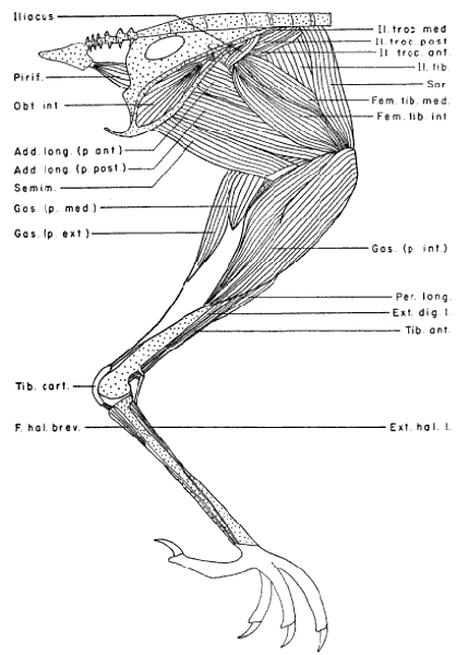 Medial View Superficial Leg Muscles