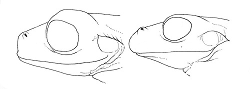 Illustration: Lateral views of the heads of Hyla pseudopuma
 pseudopuma (left, KU 64884) and H. p. infucata (right, KU 101784).  4.