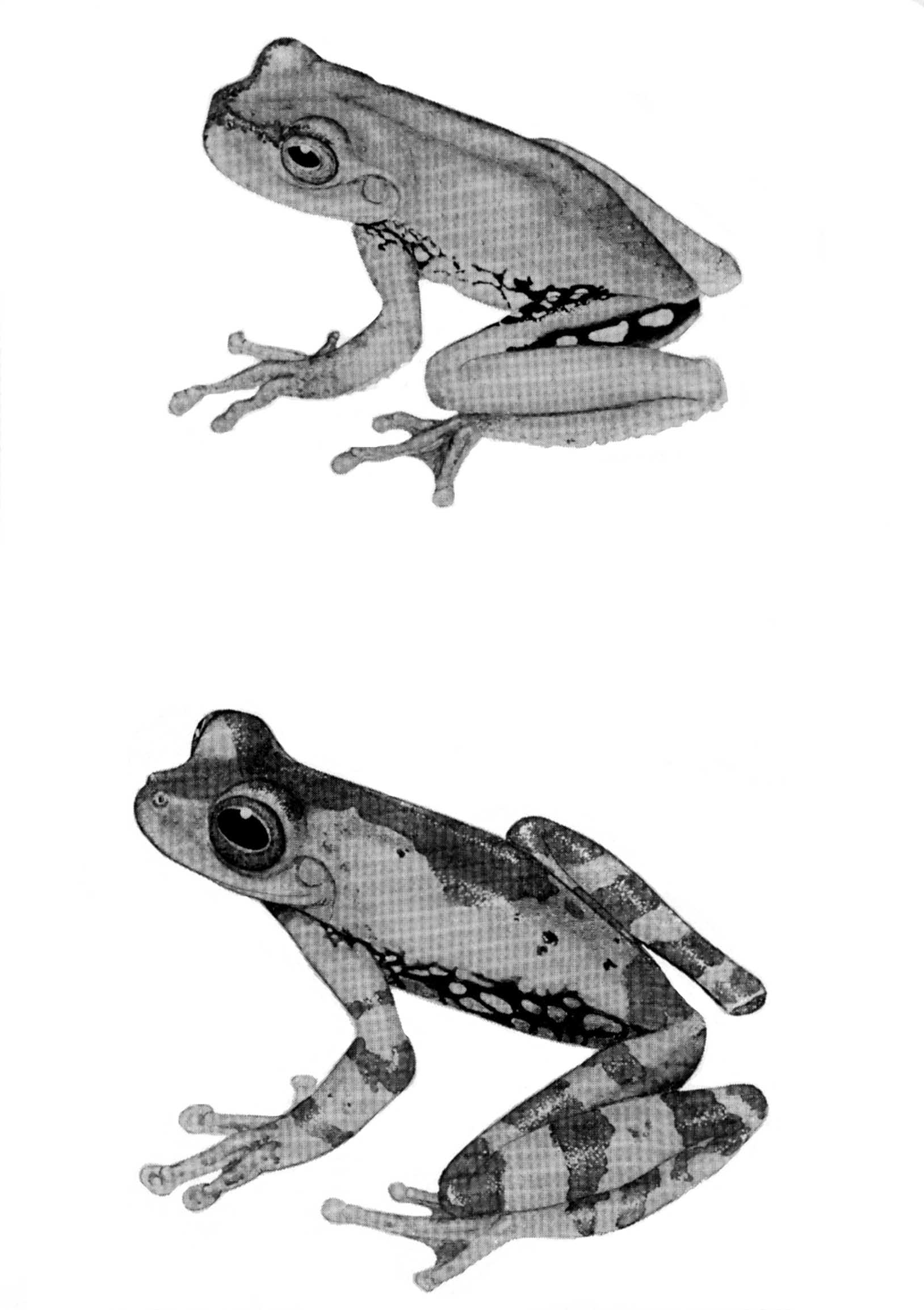 Illustration: Upper figure, Hyla xanthosticta (KU 103772);
 lower figure, Hyla pseudopuma infucata (KU 101770).  2.