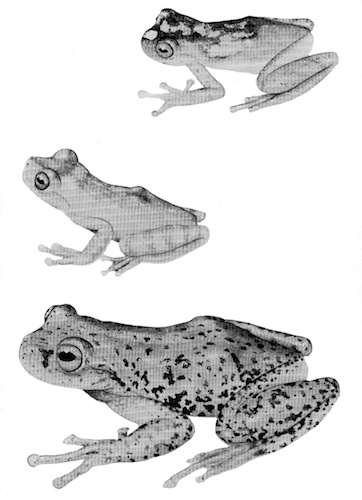 Illustration: Upper figure, Hyla pellita (KU 100973); middle
 figure, Hyla pellita (KU 100970); lower figure, Hyla siopela (KU
 100977).  2.