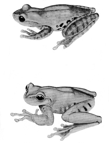 Illustration: Upper figure, Hyla
altipotens (KU 101001); lower figure, Plectrohyla hartwegi (UMMZ
94428).  1.