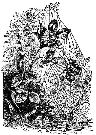 Fig. 5.—The Orbweaver Captured by a Wasp.