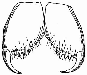 Fig. 39.—The Jaws and Fangs.