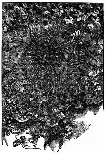 Fig. 43.—"A Round, Vertical Web"—p. 86.