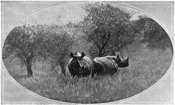 De fotograaf in doodsgevaar. Rhinocerossen op het punt tot den aanval over te gaan.
