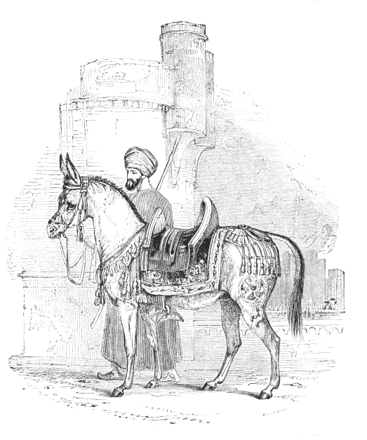 The Mule of Noor-ed-Deen