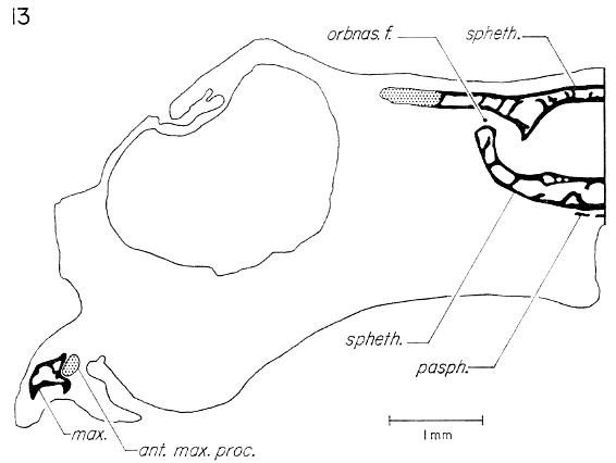 Transverse section through sphenethmoid region at level of orbitonasal foramen.