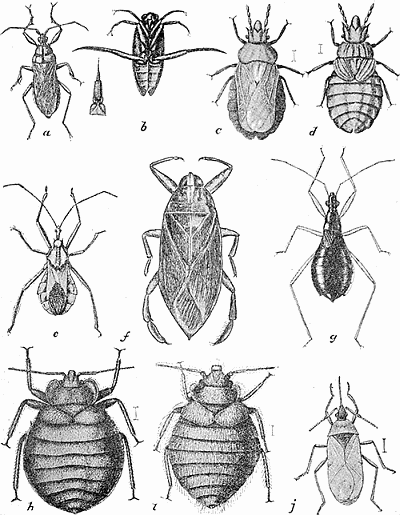 19. Heteroptera, (a) Melanolestes picipes; (b) Notonecta undulata; (c, d) Aradus robustus
(c) adult, (d) nymph, much enlarged; (e) Arilus cristatus; (f) Belostoma americana;
(g) Nabis (Coriscus) subcoleoptratus, enlarged; (h) Cimex lectularius, (i) Oeciacus
vicarius, much enlarged; (j) Lyctocoris fitchii, much enlarged. After Lugger.
