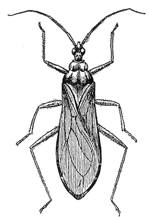 20. Reduvius (Opsicœtus)
personatus. (2).