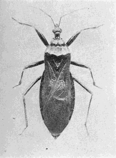 21. (b) Reduvius personatus,
adult (2)
Photograph by M. V. S.