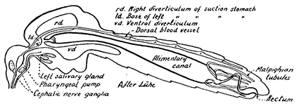 24. Diagram of a longitudinal section of a mosquito.