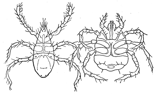 44. Harvest mites. (Larv of Trombidium). After C. V.
Riley.