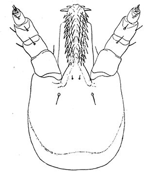 47. Otiobius (Ornithodoros) megnini, head
of nymph. After Stiles.