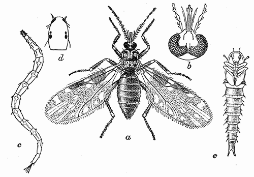 77. Culicoides guttipennis; (a) adult, (15); (b) head of same; (c) larva;
(d) head; (e) pupa. After Pratt.