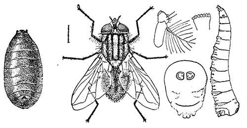 108. The house or typhoid fly (Musca domestica (4)). After Howard.