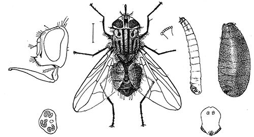 110. Stomoxys calcitrans; adult, larva, puparium and details, (5). After Howard.